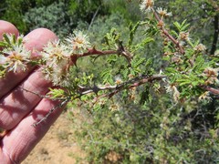 Mimosa aculeaticarpa biuncifera