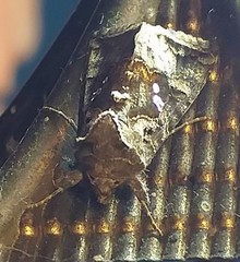 Argyrogramma signata