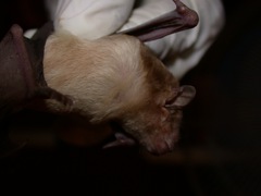 Scotophilus leucogaster