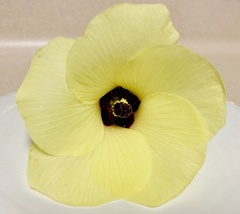 Abelmoschus esculentus