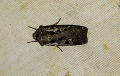 Euxoa divergens