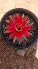 Trichocereeae