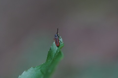 Omalisus fontisbellaquei