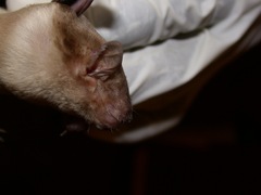 Scotophilus leucogaster