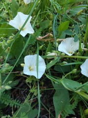 Convolvulus arvensis