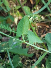 Convolvulus arvensis