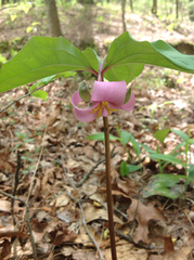 Trillium catesbaei