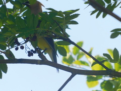 Bombycilla cedrorum image