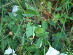 Convolvulus arvensis