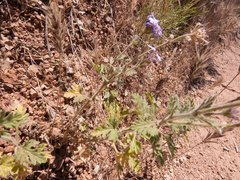 Glandularia gooddingii