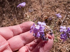Glandularia gooddingii