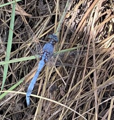 Orthetrum chrysostigma