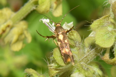 Eretmocera