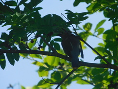 Bombycilla cedrorum image