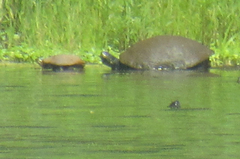 Pseudemys rubriventris