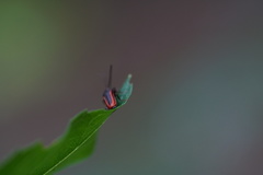 Omalisus fontisbellaquei