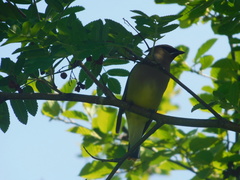 Bombycilla cedrorum image