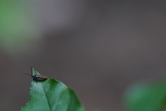 Omalisus fontisbellaquei