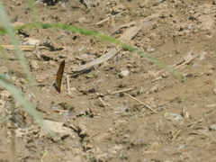 Phyciodes tharos image