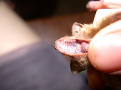 Pseudoromicia rendalli