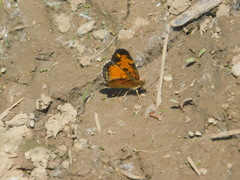 Phyciodes tharos image