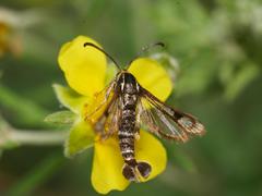 Chamaesphecia empiformis