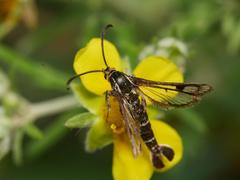 Chamaesphecia empiformis