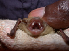 Pseudoromicia rendalli