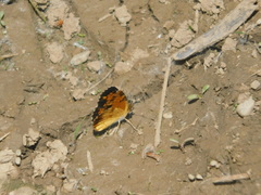 Phyciodes tharos image