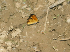 Phyciodes tharos image