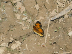 Phyciodes tharos image
