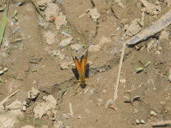 Phyciodes tharos image