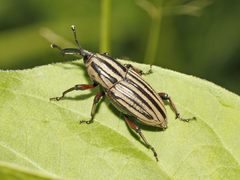 Sphenophorus costipennis