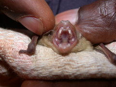 Pseudoromicia rendalli