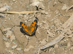 Phyciodes tharos image