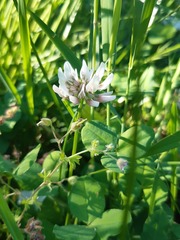 Trifolium repens