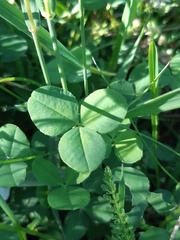 Trifolium repens