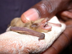 Pseudoromicia rendalli