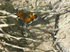 Phyciodes tharos image