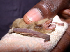 Pseudoromicia rendalli