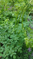 Thalictrum dasycarpum