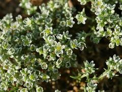 Scleranthus perennis