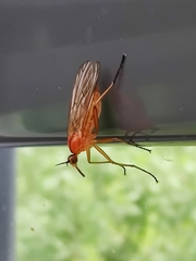 Empis stercorea