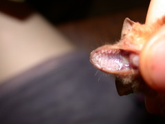 Pseudoromicia rendalli