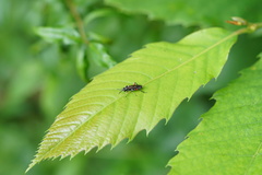 Macrophya punctumalbum