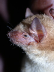 Pseudoromicia rendalli