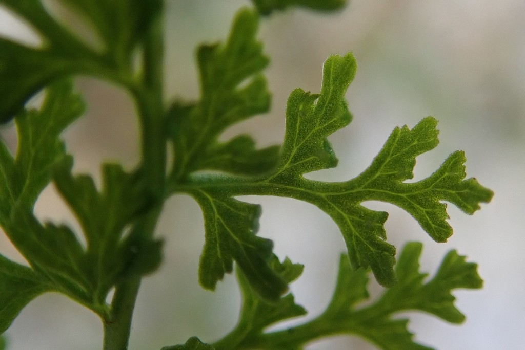 alpine bladder-fern