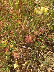 Trifolium fucatum