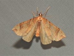 Eulithis propulsata