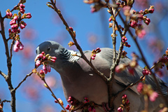 Columba palumbus